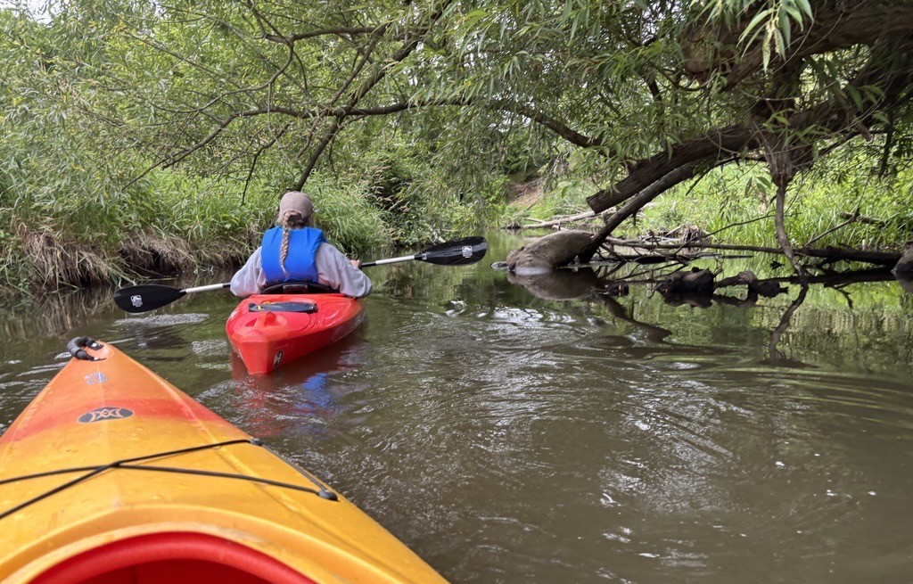 Two kayakers moving down a river